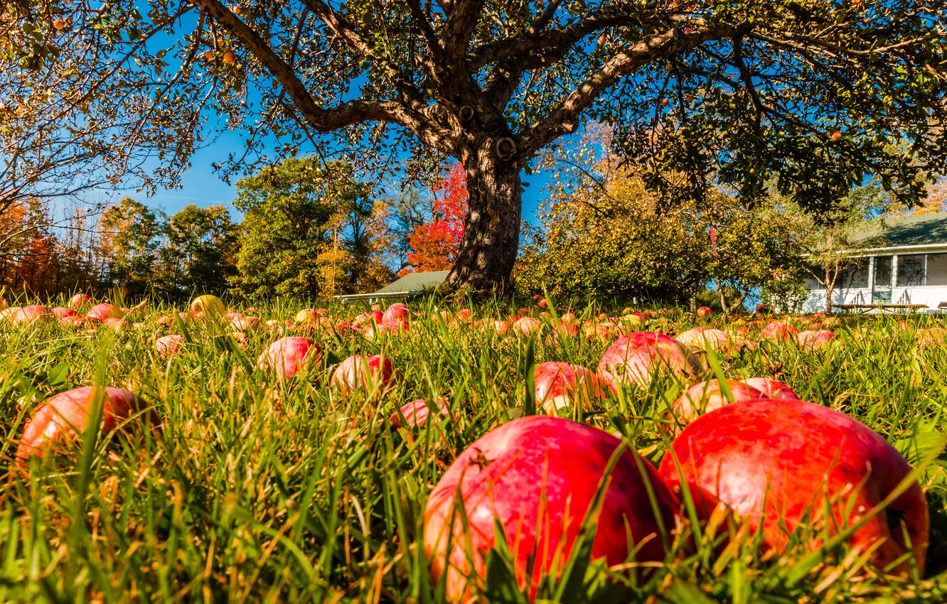Photo wallpaper grass, light, trees, branches, red, nature, blue, glade