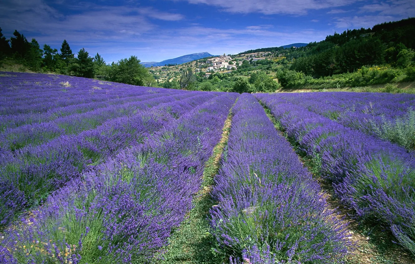Photo wallpaper field, flowers, France, lavender, Provence