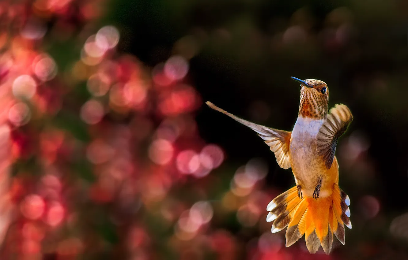 Photo wallpaper glare, background, bird, Hummingbird, in flight