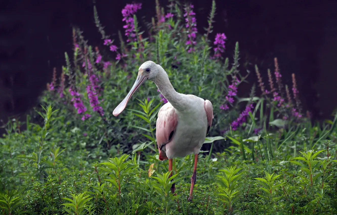 Wallpaper flowers, bird, roseate spoonbill, kolpitsa for mobile and ...