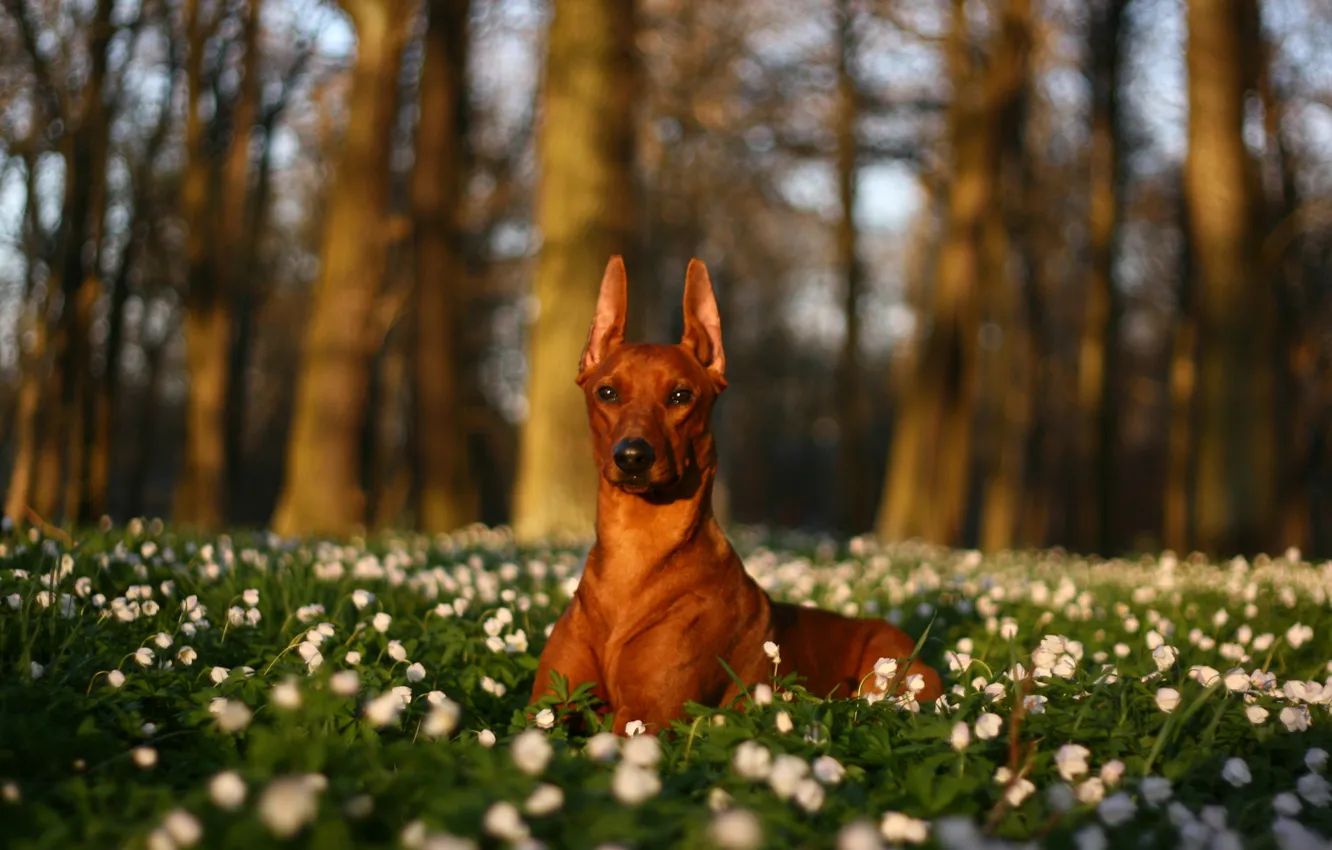 Photo wallpaper trees, flowers, nature, glade, dog, white, lying