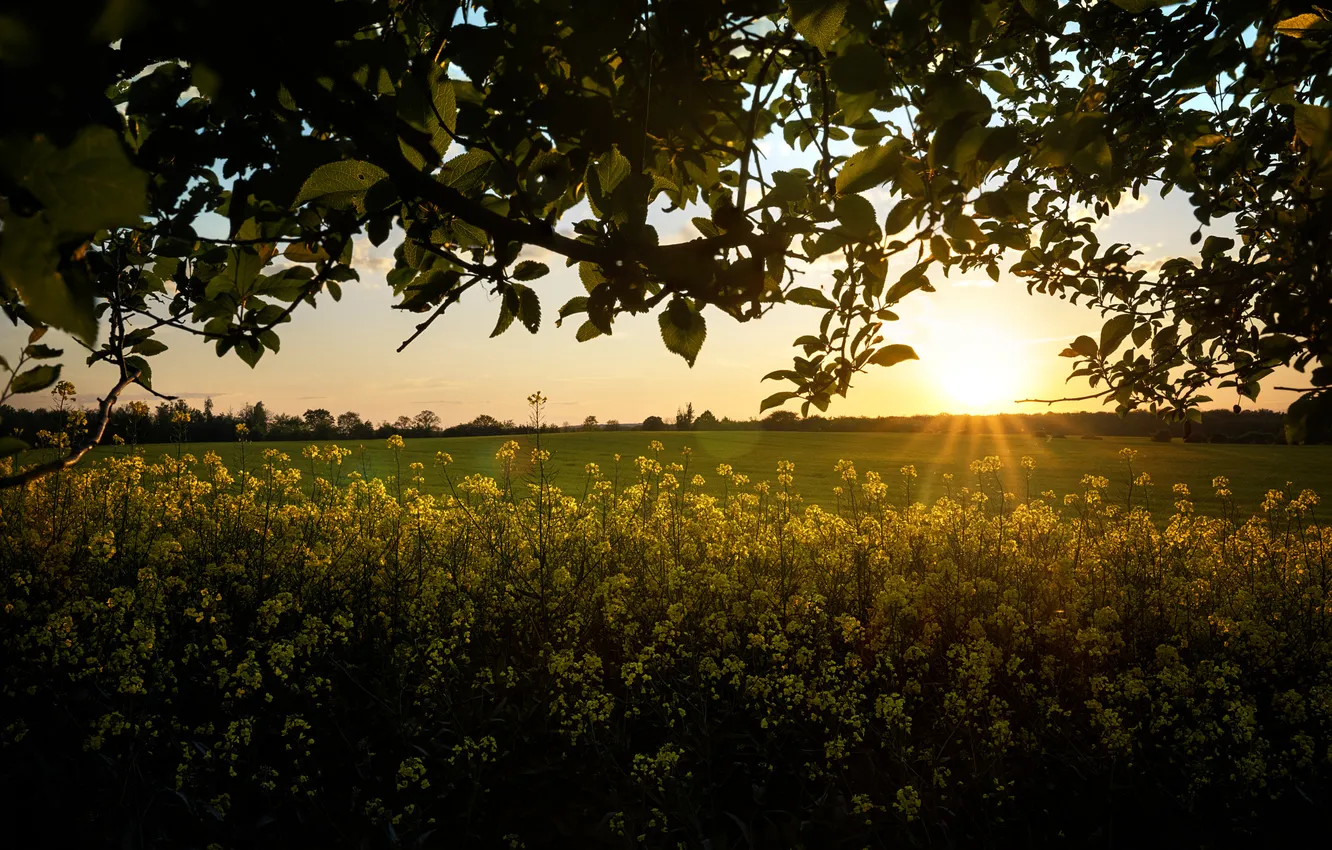 Photo wallpaper field, the sun, flowers, rape, rapeseed field