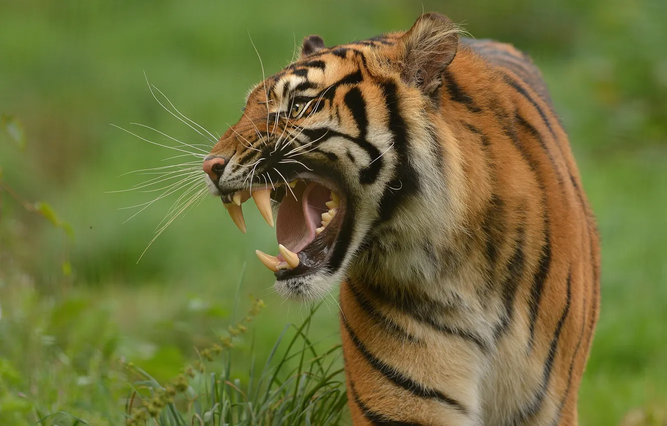 Photo wallpaper tiger, predator, fangs, grin, wild cat