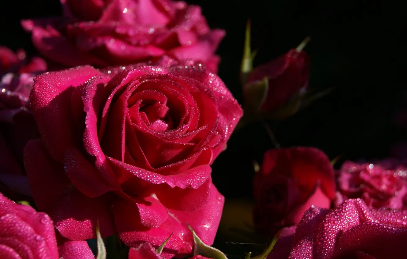 Photo wallpaper drops, macro, flowers, Rosa, roses, water drops