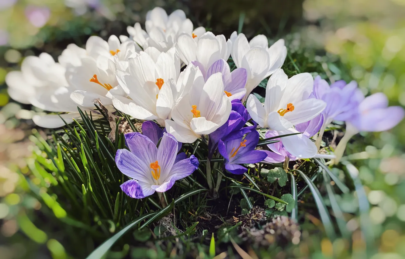 Photo wallpaper macro, light, flowers, spring, crocuses, white, lilac, bokeh