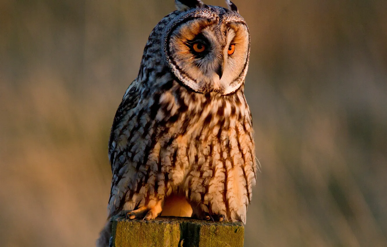 Photo wallpaper owl, bird, Long-eared owl