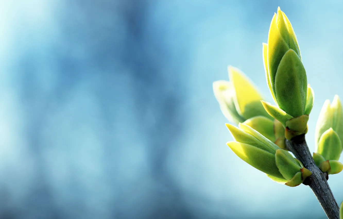 Photo wallpaper branches, plant, kidney, swelling