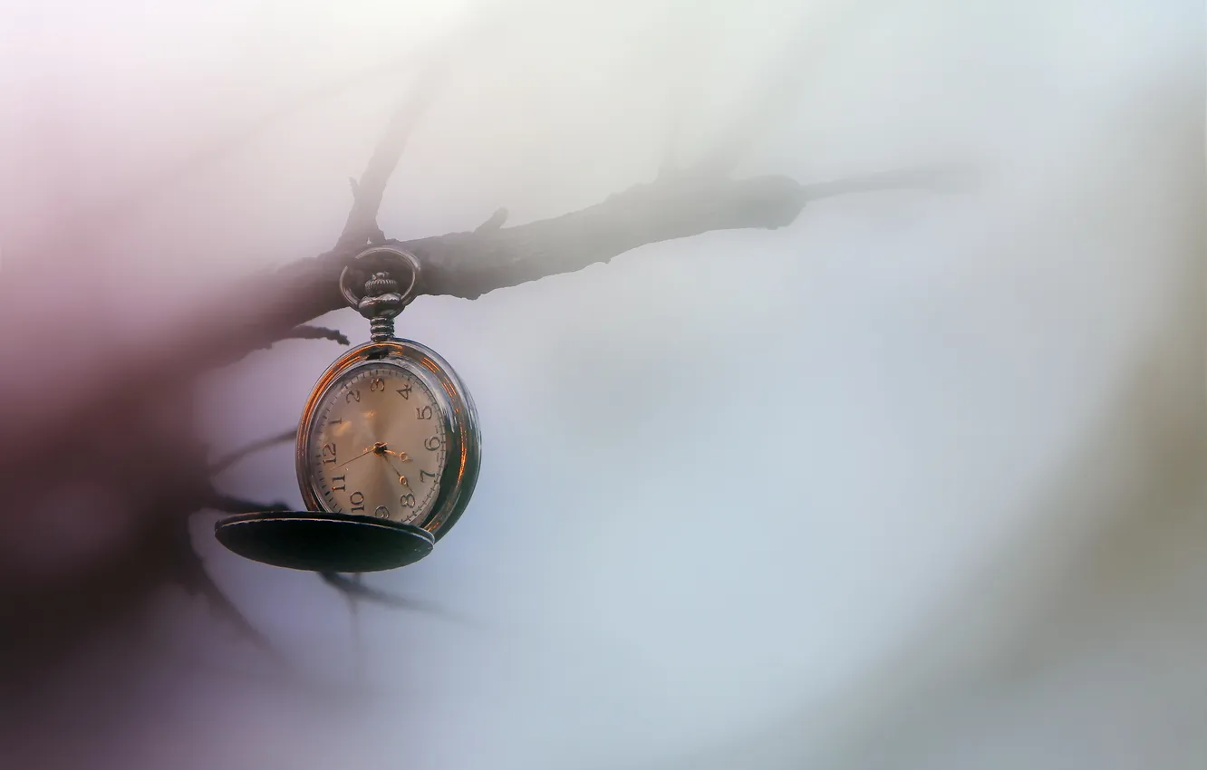 Photo wallpaper branches, watch, dial