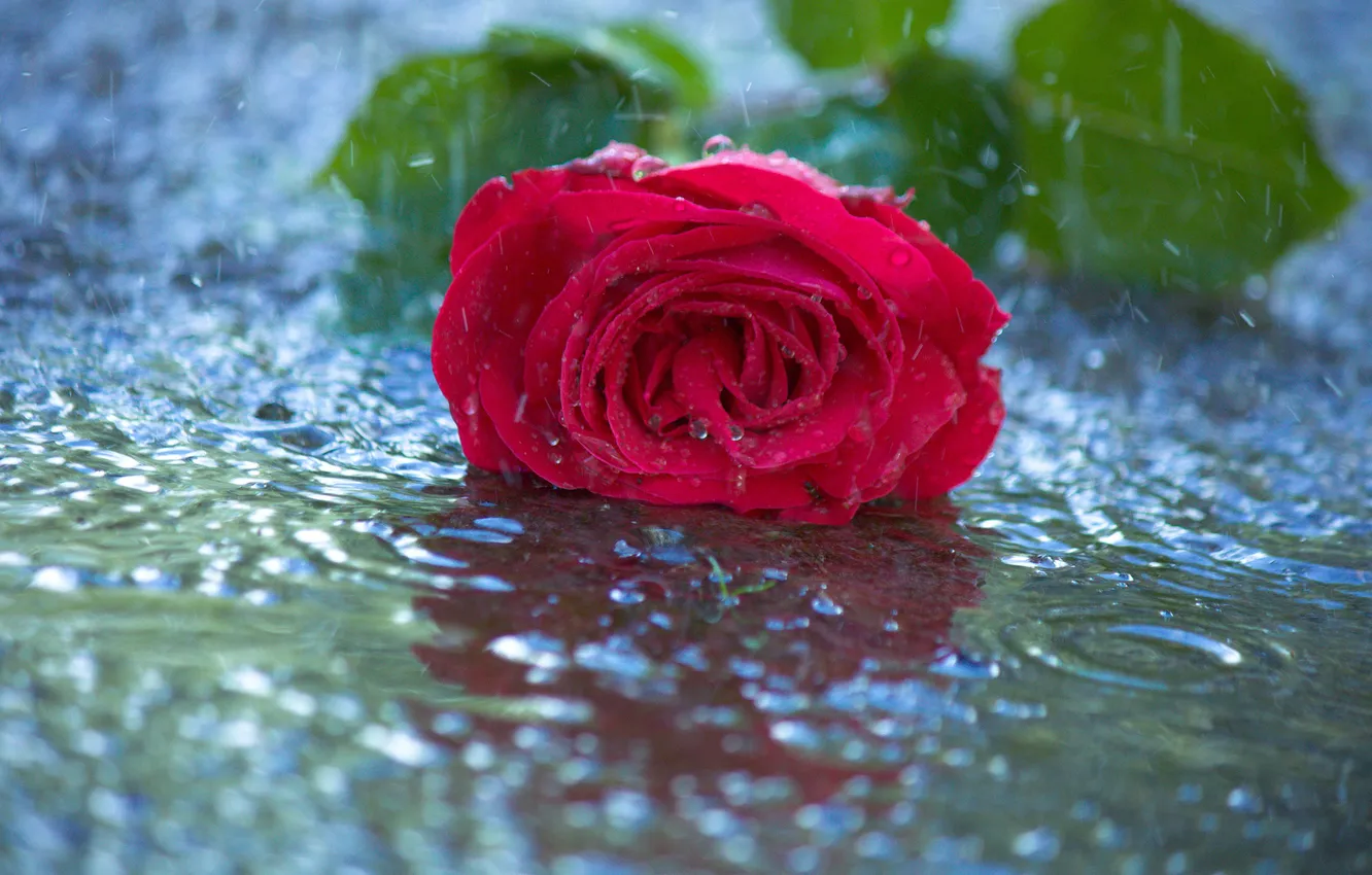 Photo wallpaper water, drops, flowers, red, rain, roses