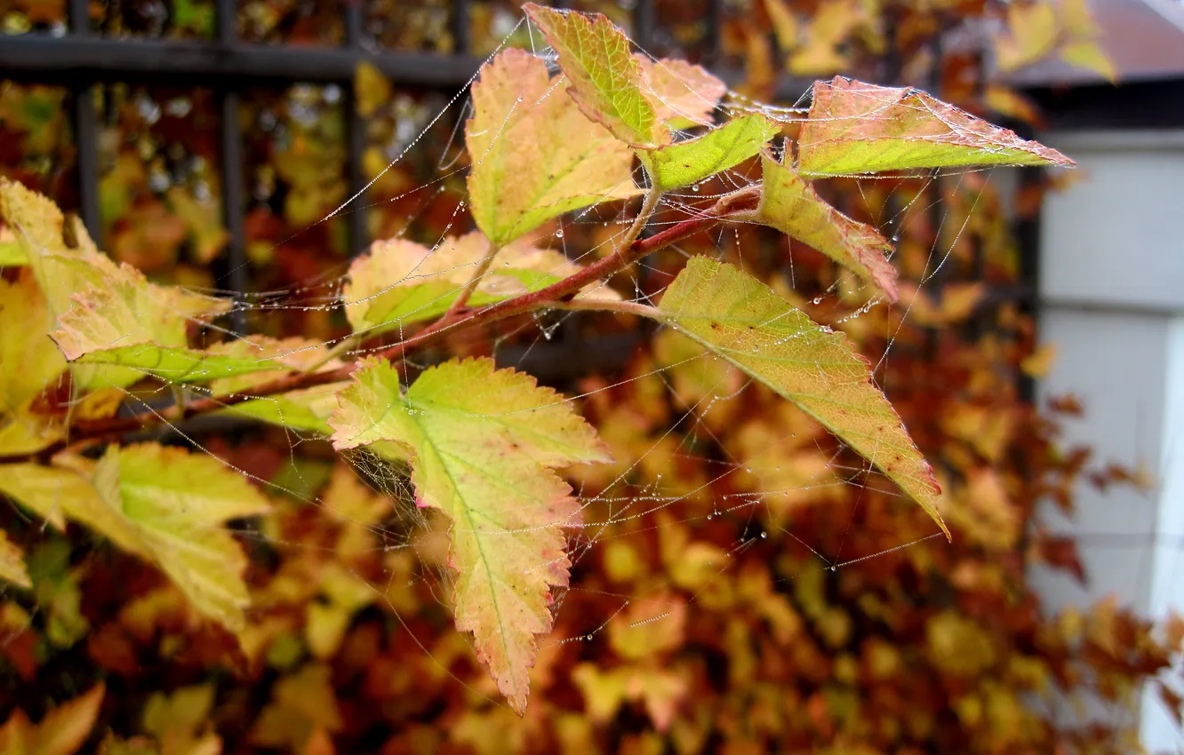 Photo wallpaper autumn, leaves, drops, web