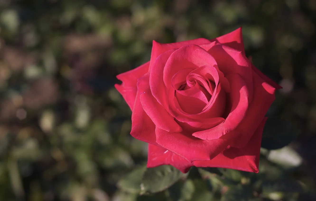 Photo wallpaper macro, roses, buds