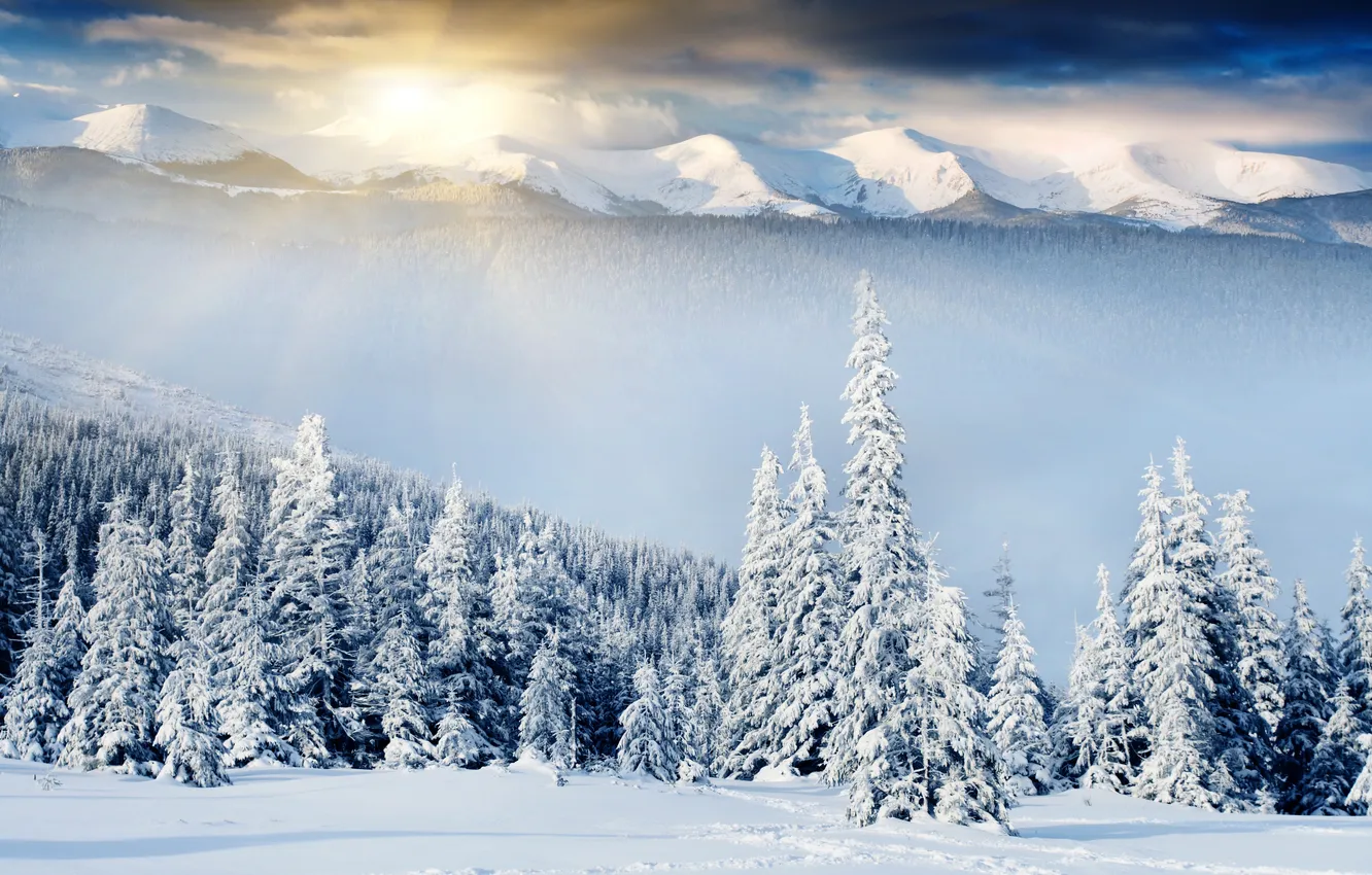 Photo wallpaper winter, forest, the sun, snow, tree, hills