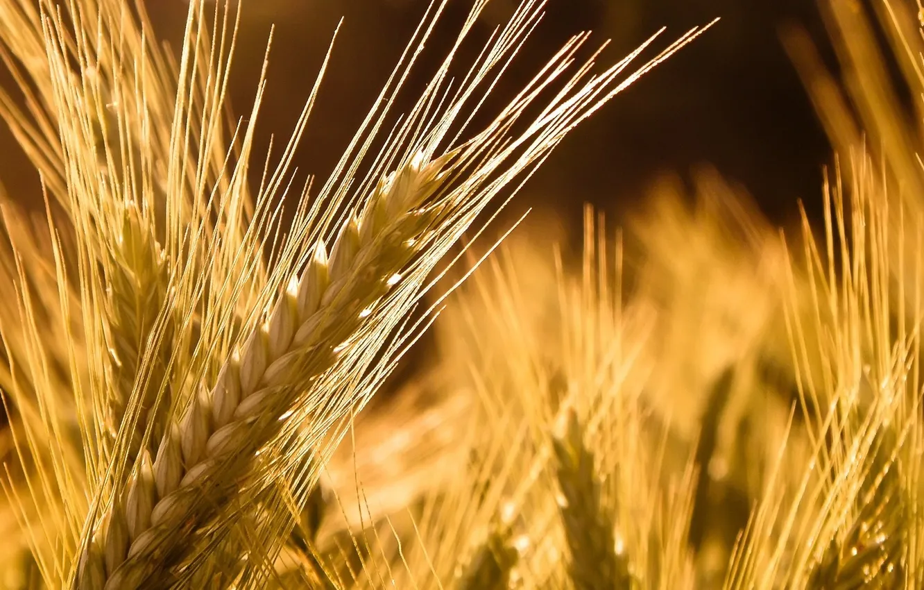 Photo wallpaper field, sunset, ears