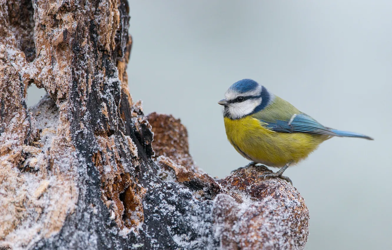 Wallpaper nature, bird, tree images for desktop, section животные