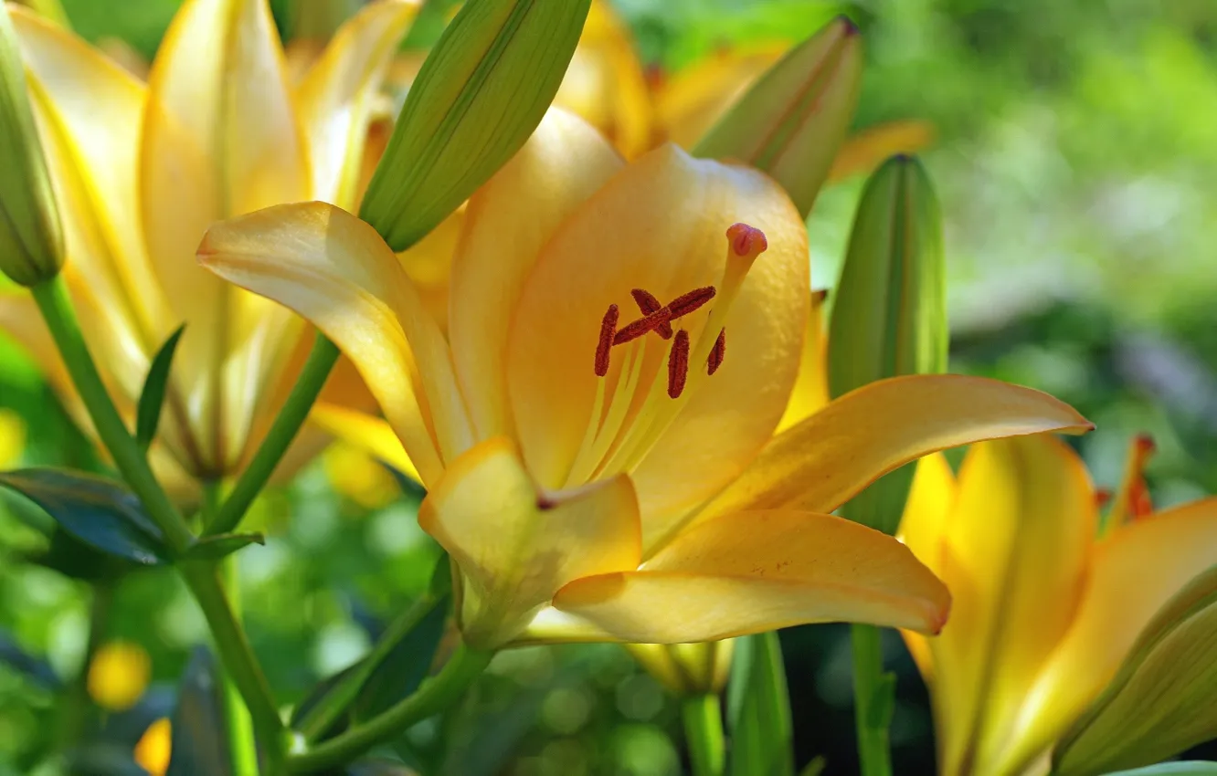 Photo wallpaper flower, flowers, buds, yellow Lily