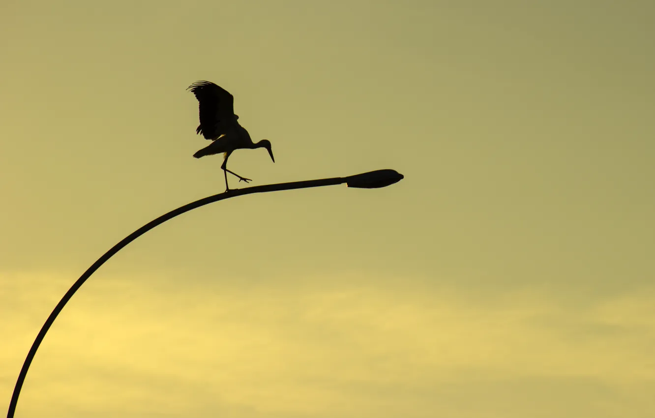 Photo wallpaper sunset, yellow, nature, background, bird, street, color, wings