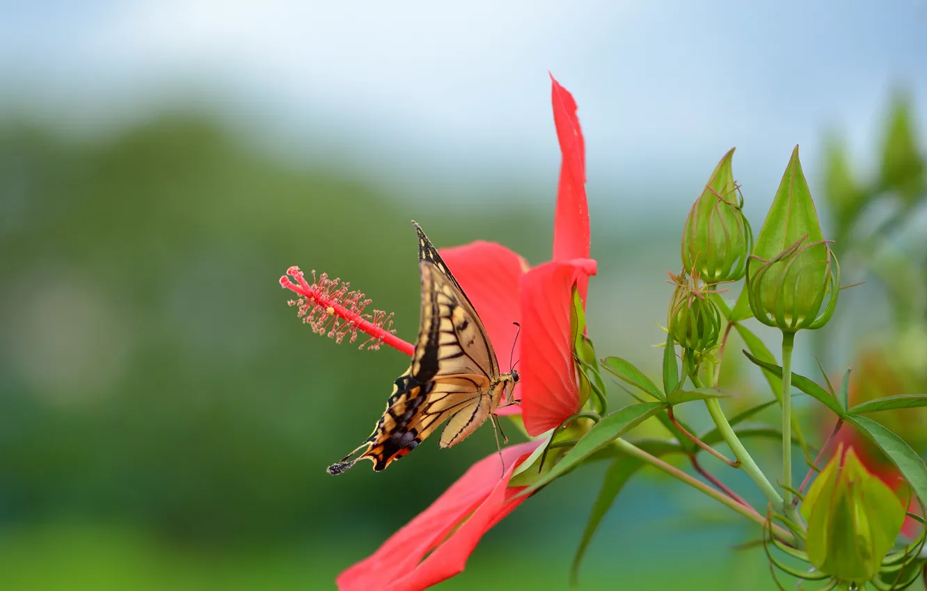 Photo wallpaper flower, red, butterfly, swallowtail, hibiscus