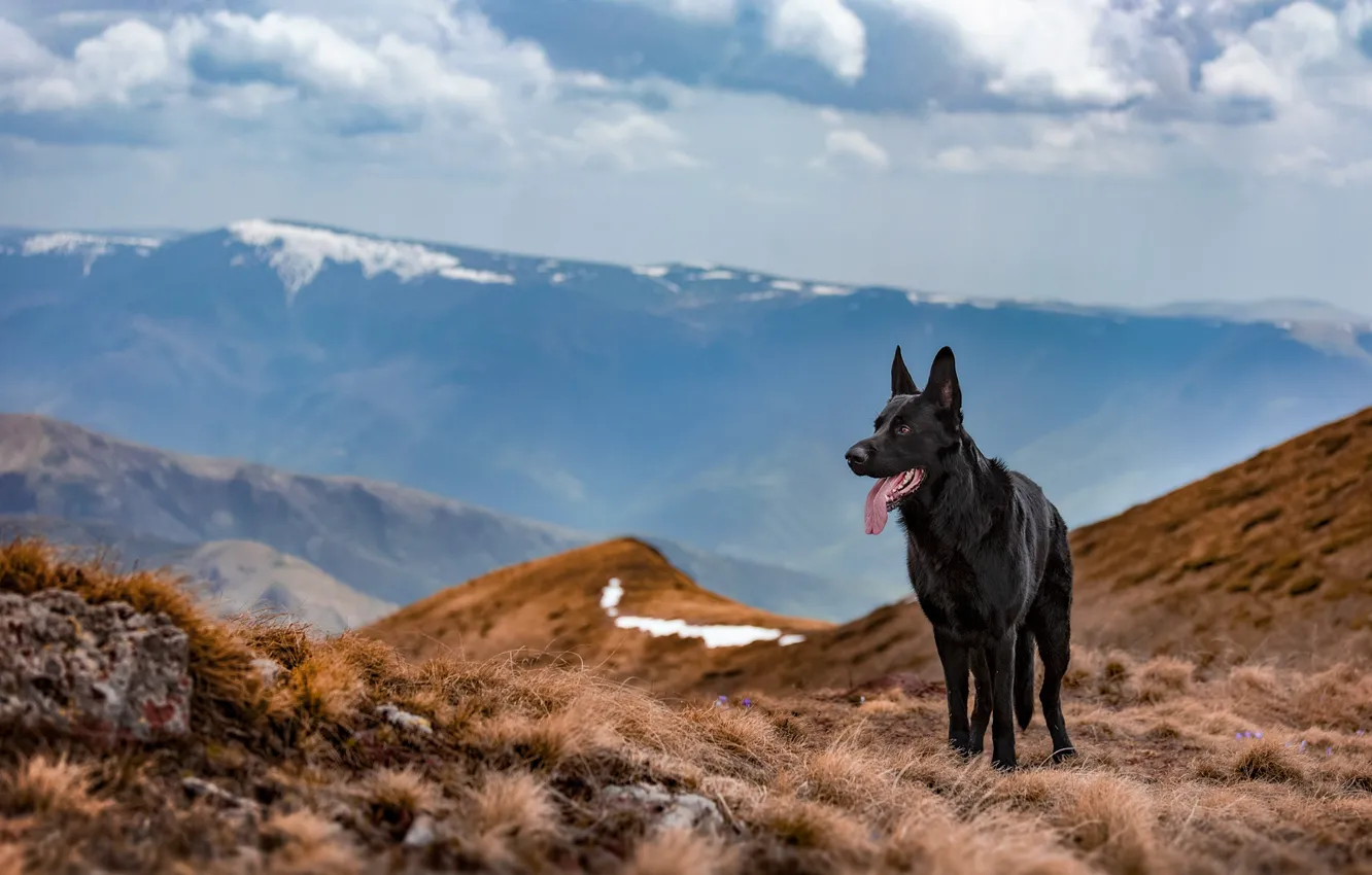 Photo wallpaper look, mountains, dog