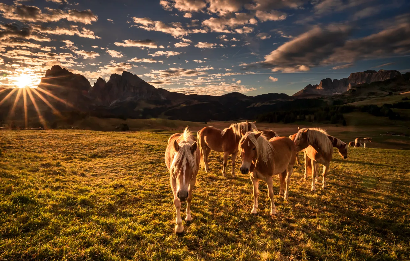 Photo wallpaper mountains, horse, Italy, The Dolomites