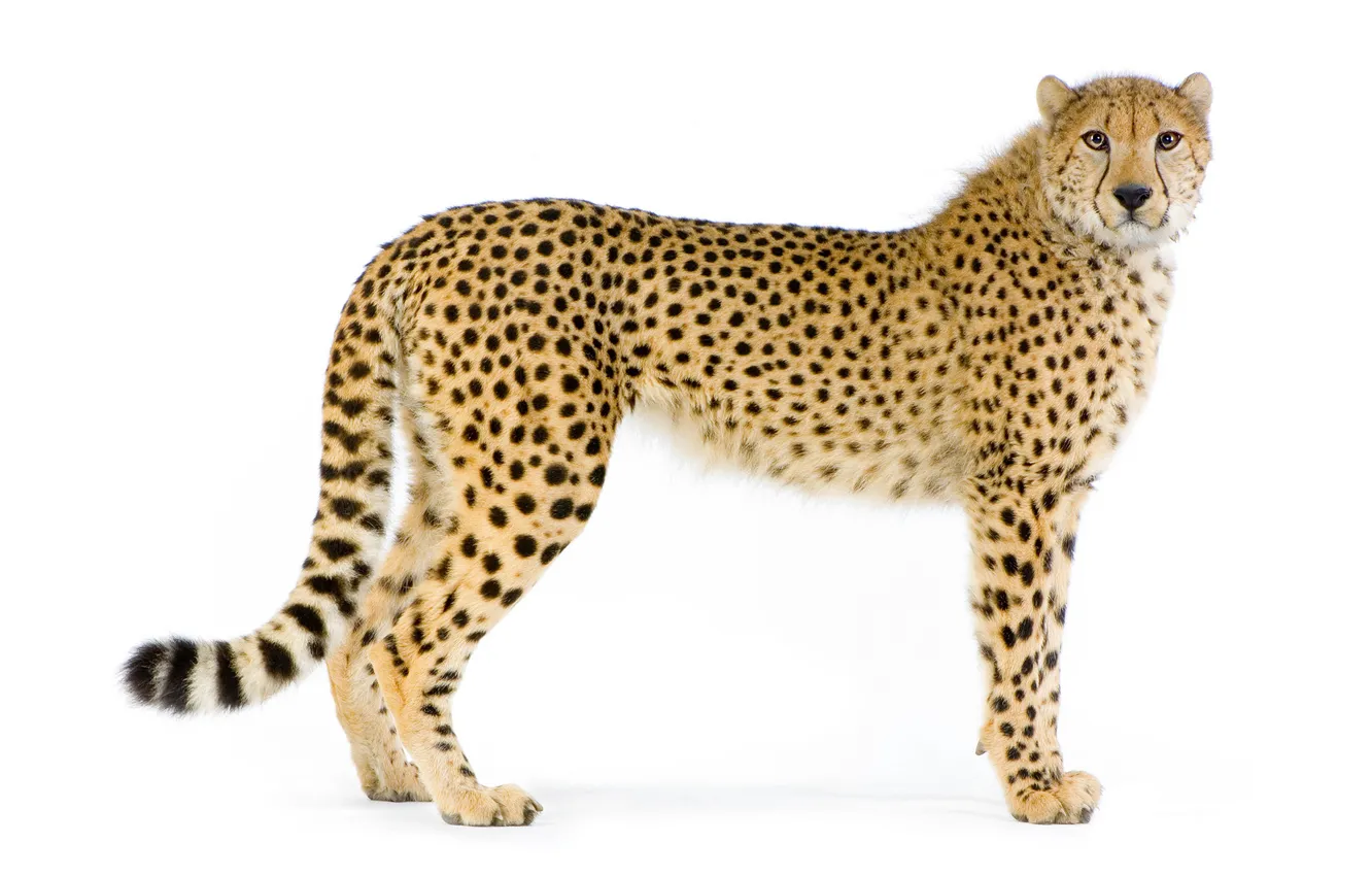 Photo wallpaper cat, predator, Cheetah, white background