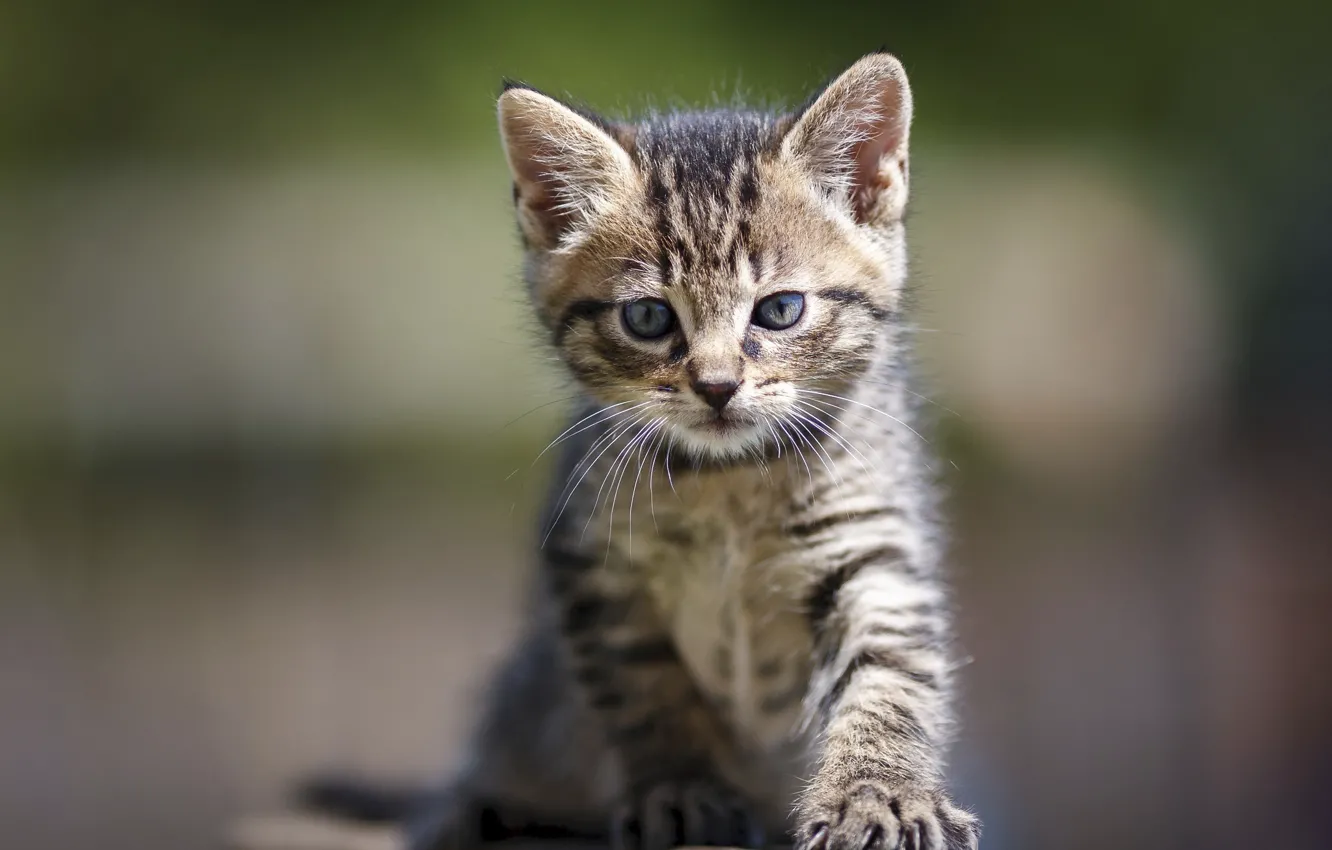 Photo wallpaper cat, look, kitty, grey, baby, muzzle, kitty, striped