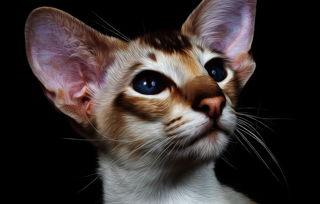 Photo wallpaper cat, Cat, Eyes, ears