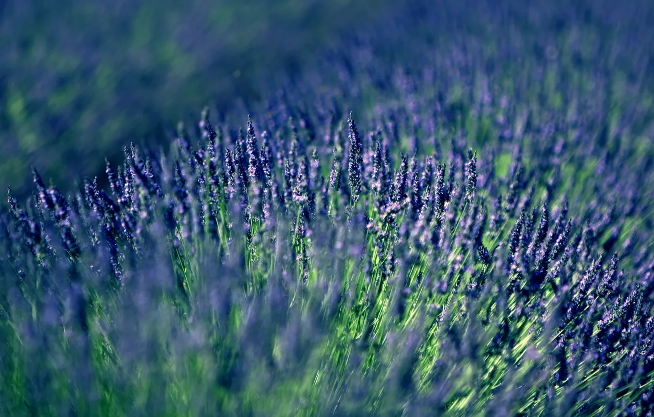 Photo wallpaper lilac, lavender, lavender