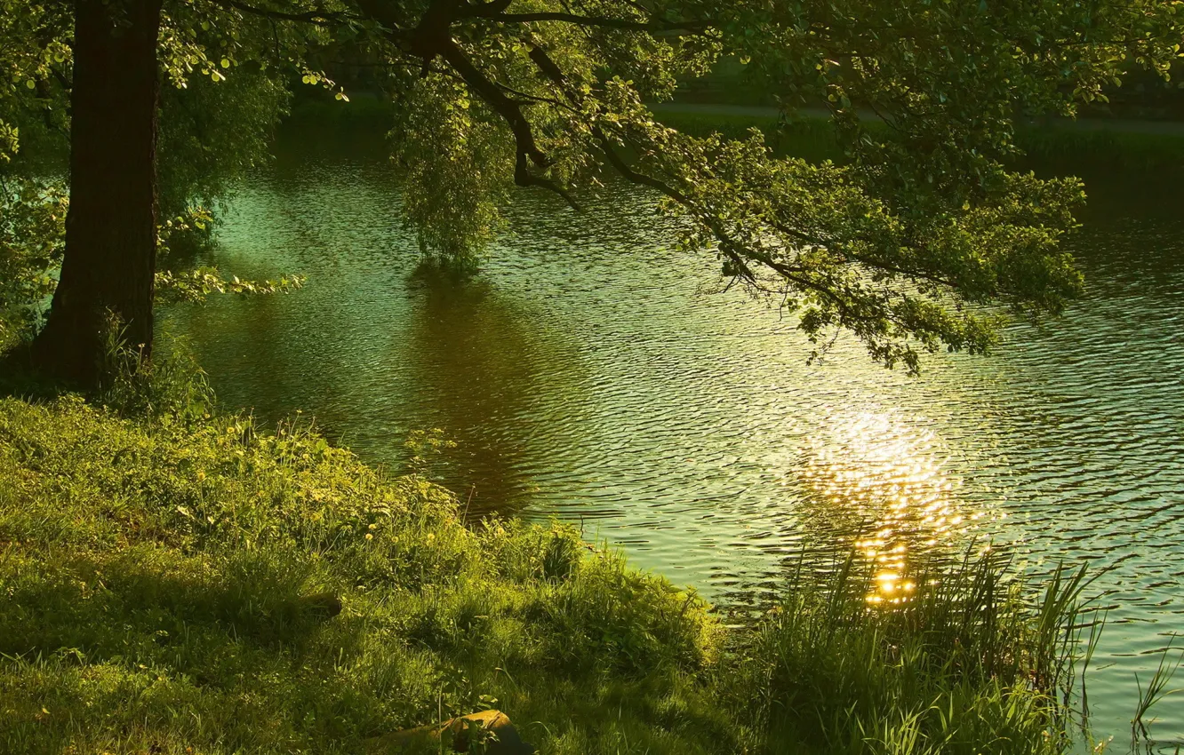 Photo wallpaper forest, summer, nature, river