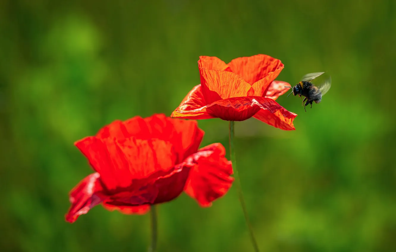 Photo wallpaper summer, flowers, background, Maki, bumblebee