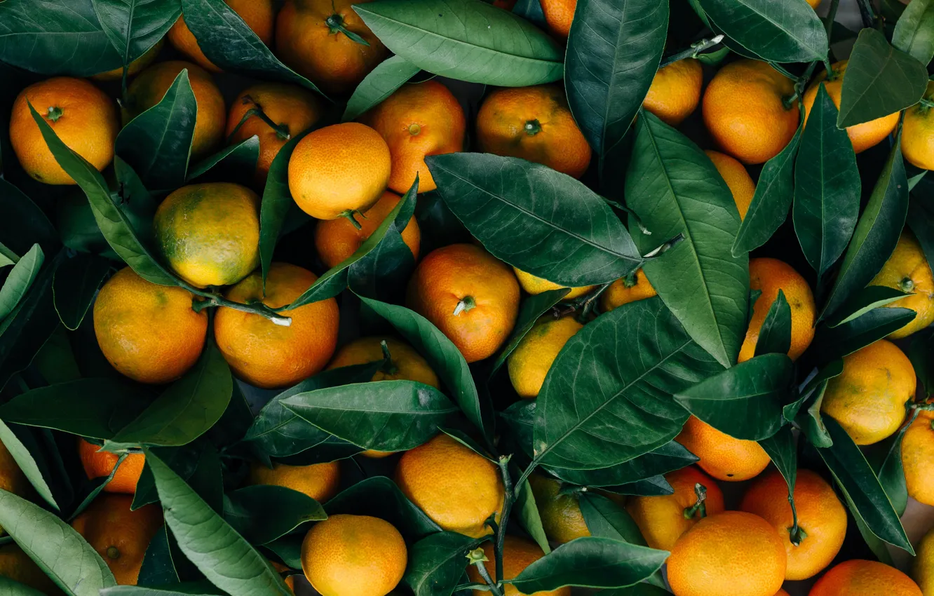 Photo wallpaper leaves, fruit, a lot, tangerines