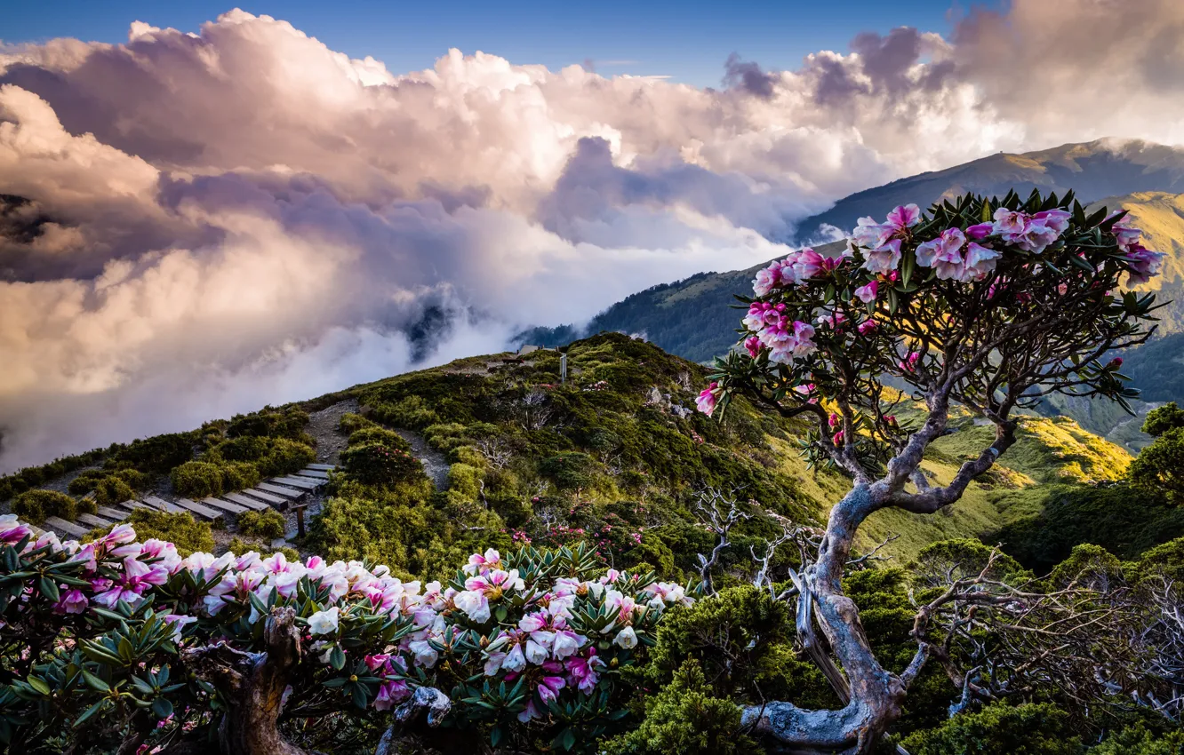 Photo wallpaper clouds, landscape, flowers, mountains, nature, fog, hills, the descent