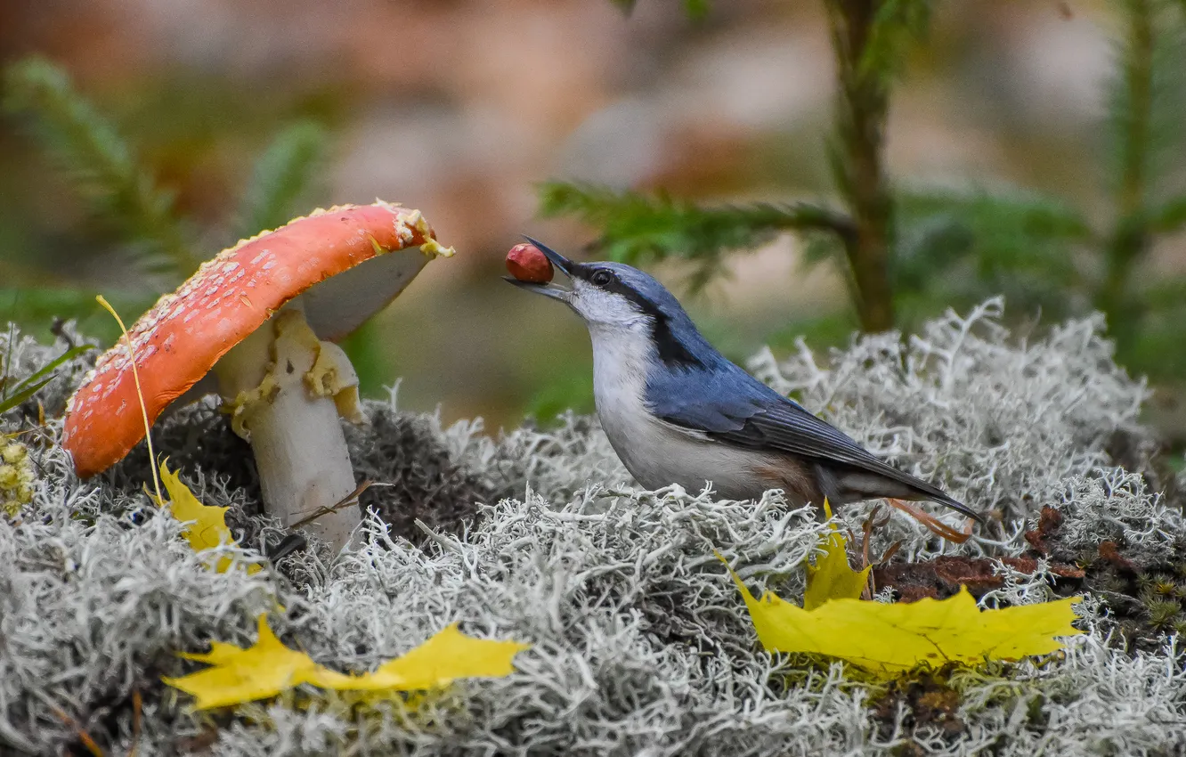 Photo wallpaper autumn, bird, mushrooms, mushroom, Go ahead