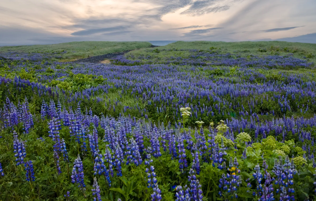 Photo wallpaper field, the sky, clouds, flowers, dal, a lot, lilac, plantation