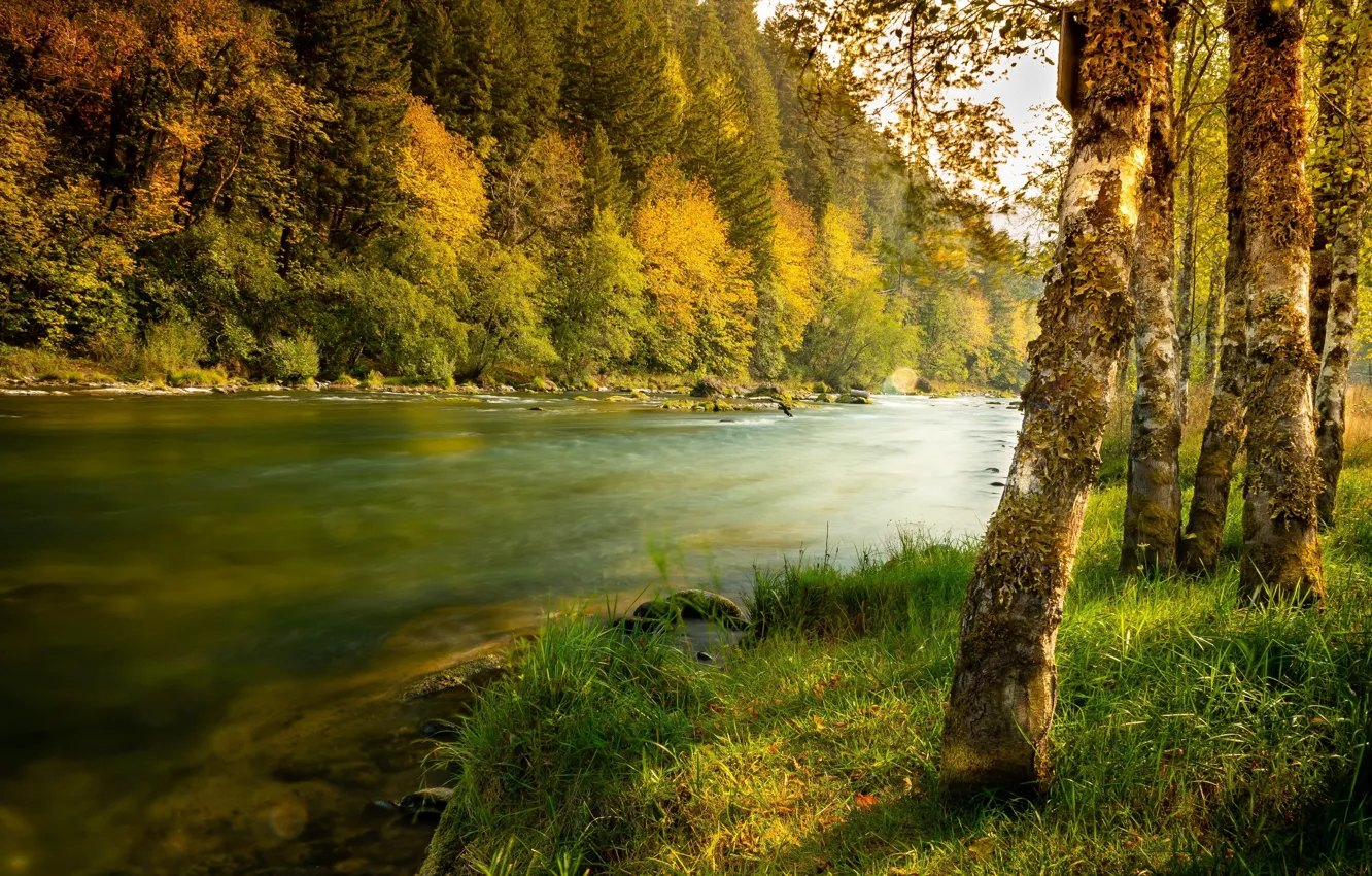 Photo wallpaper autumn, forest, grass, trees, landscape, nature, river, Bank