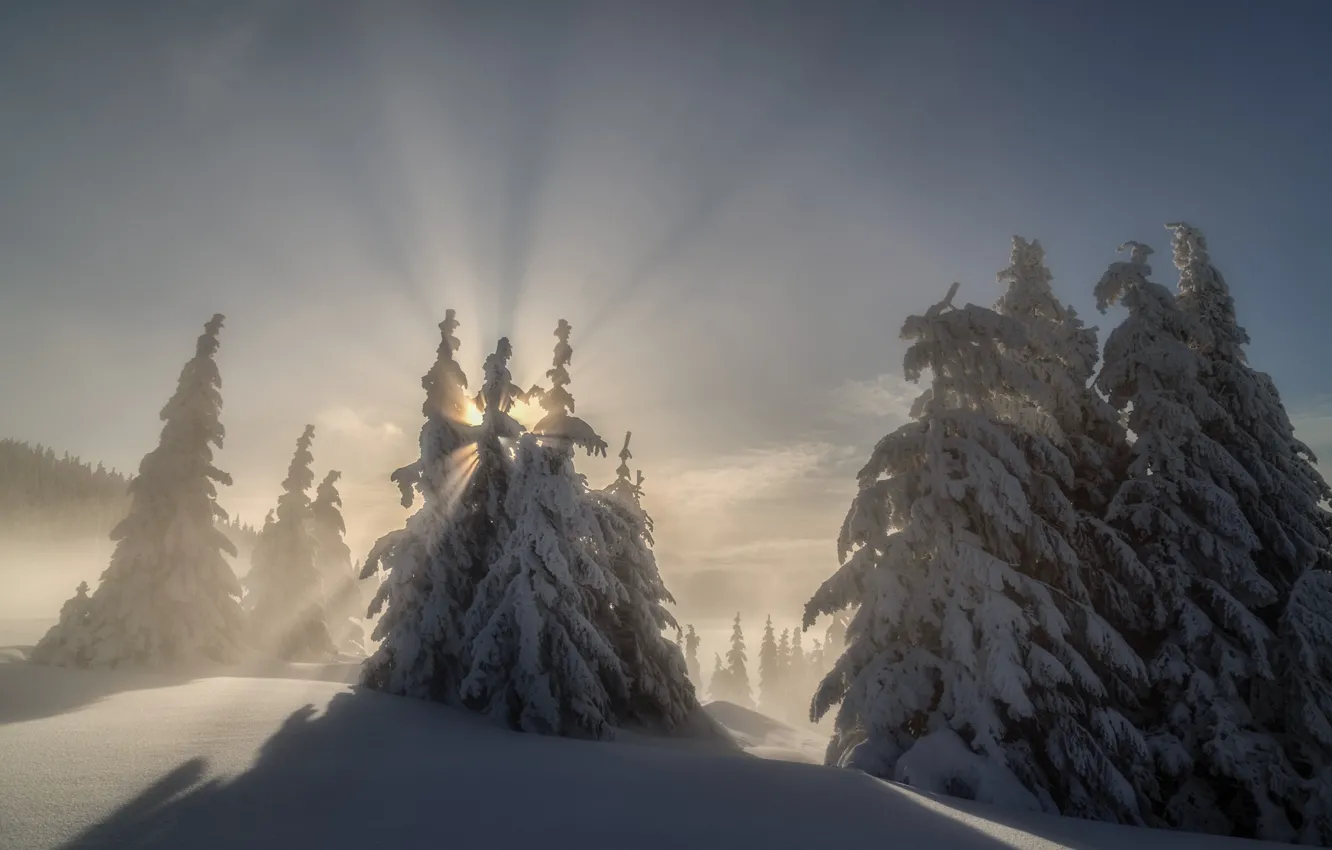 Photo wallpaper winter, the sun, rays, trees, landscape, nature, ate, slope