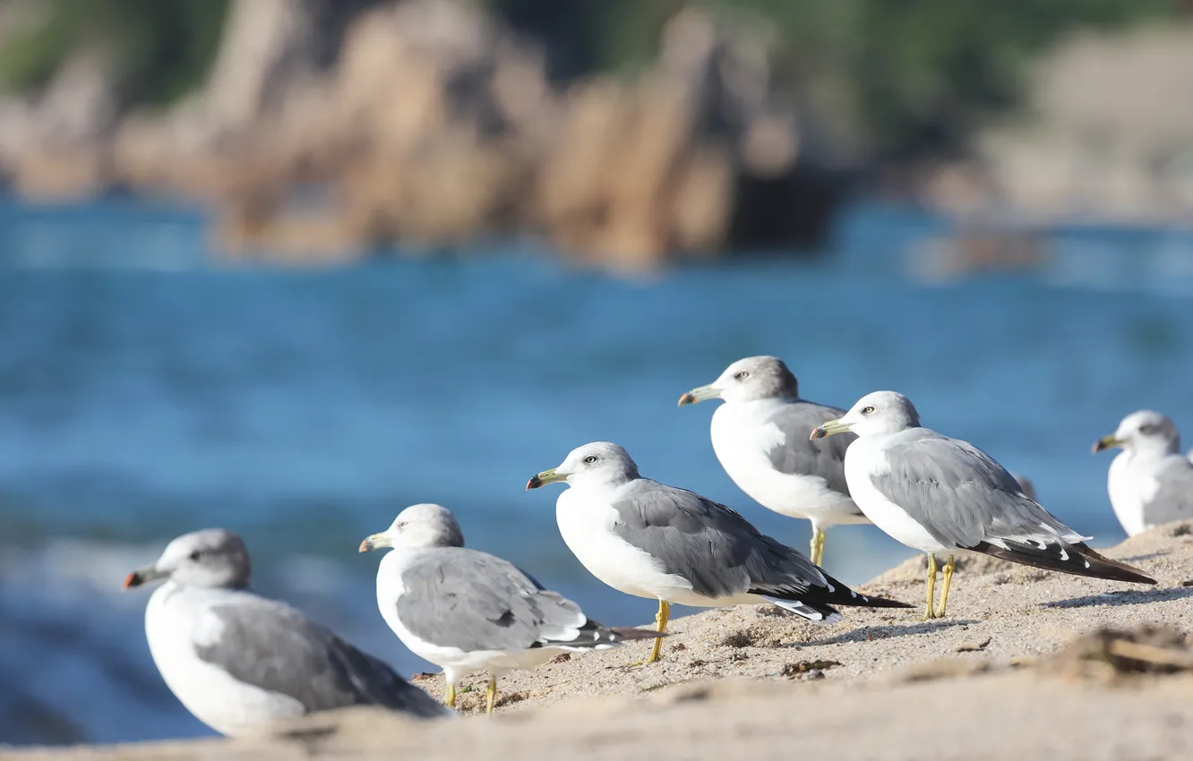 Photo wallpaper sea, rocks, bird, shore, seagulls, pack, pond