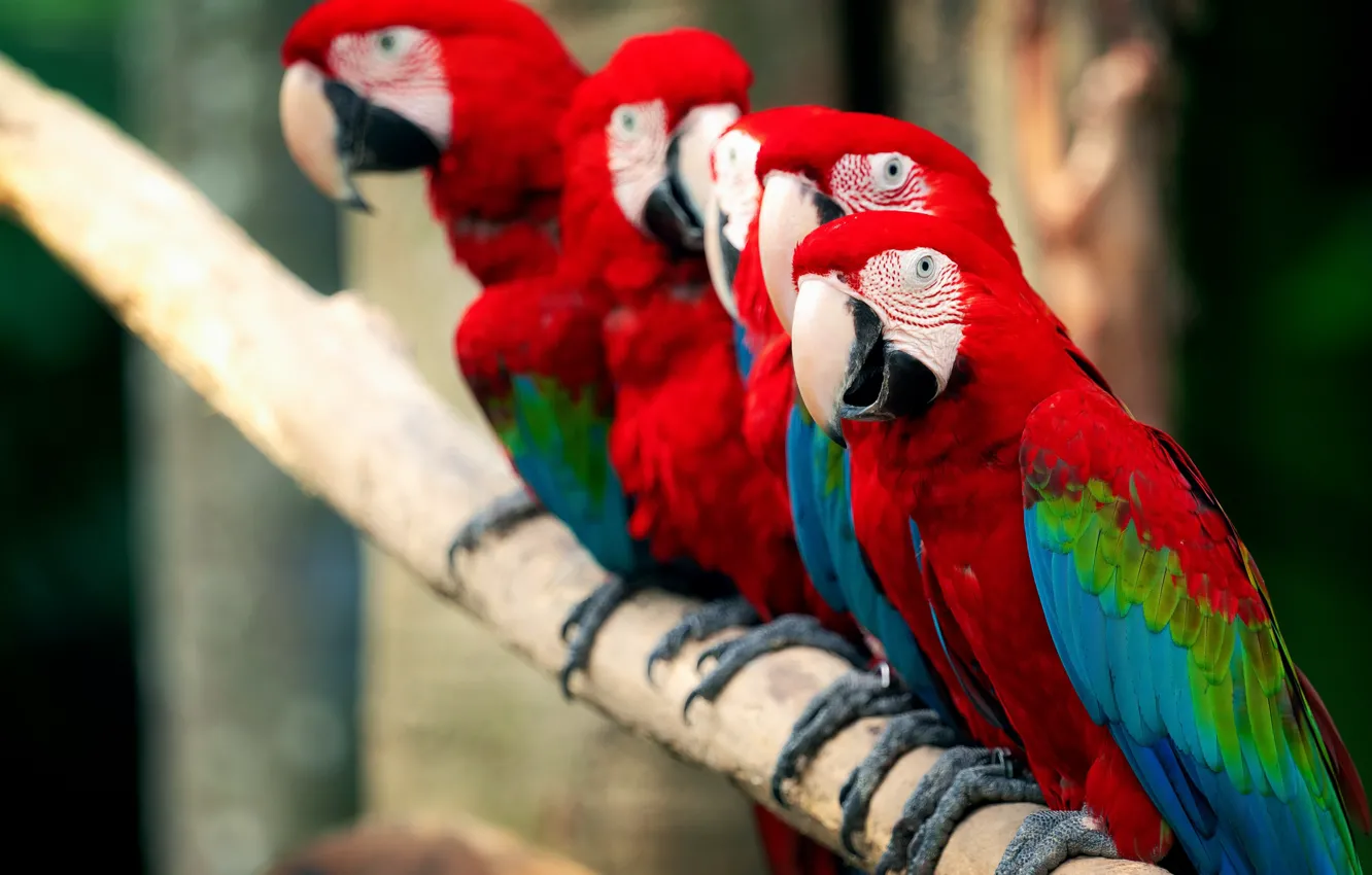 Photo wallpaper birds, nature, parrots