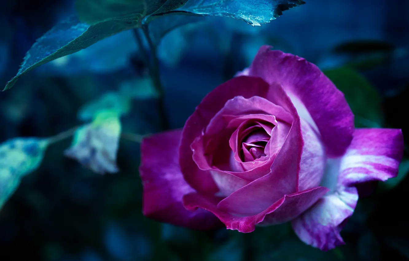Photo wallpaper macro, roses, purple