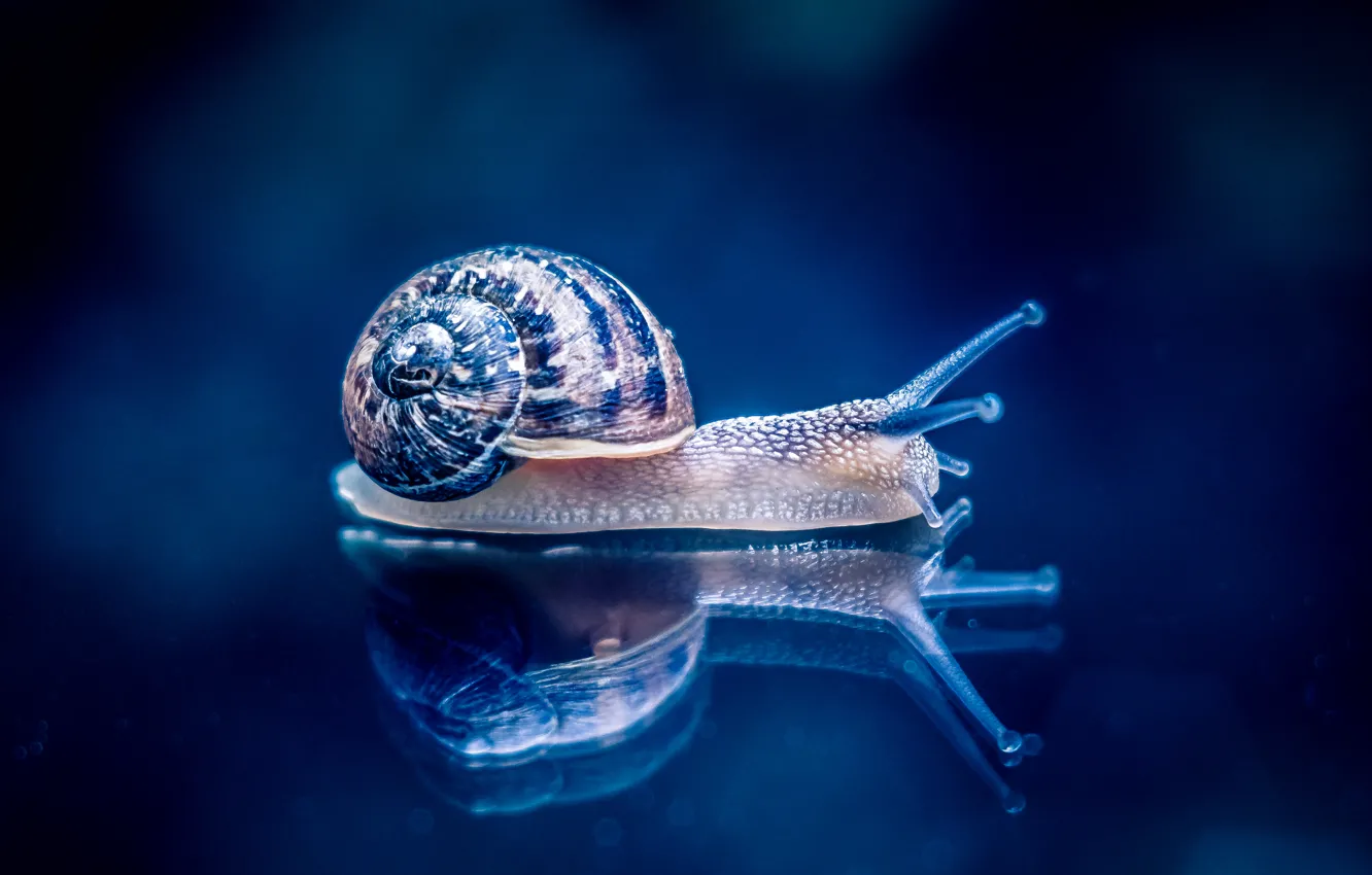Photo wallpaper macro, reflection, background, snail