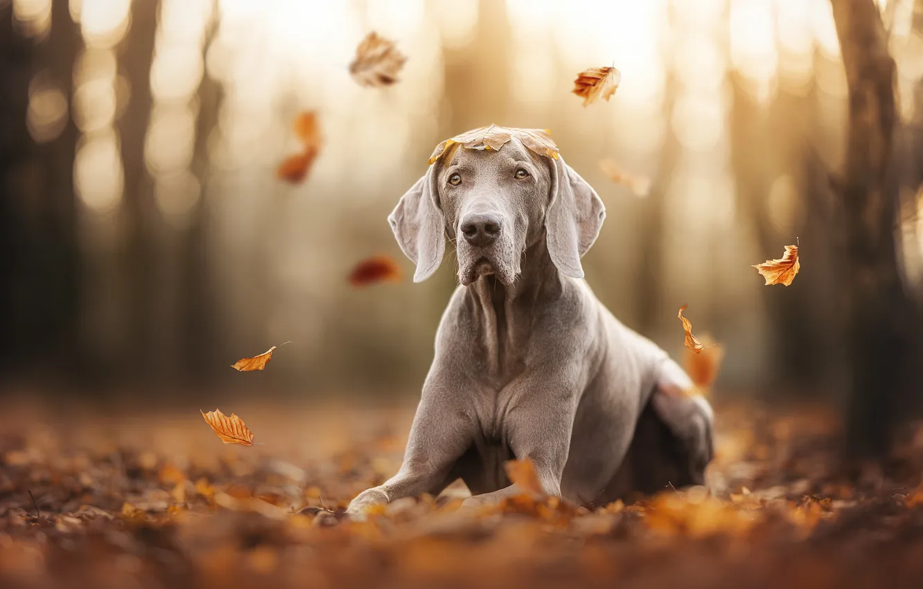 Photo wallpaper autumn, leaves, dog, The Weimaraner, Weimar pointer