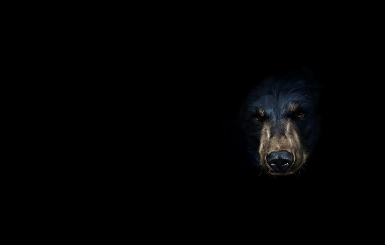 Photo wallpaper minimalism, bear, art