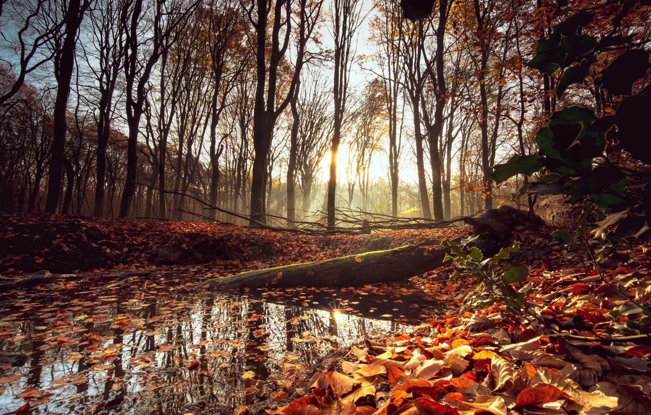 Photo wallpaper autumn, forest, leaves, trees, Park, forest, nature, park