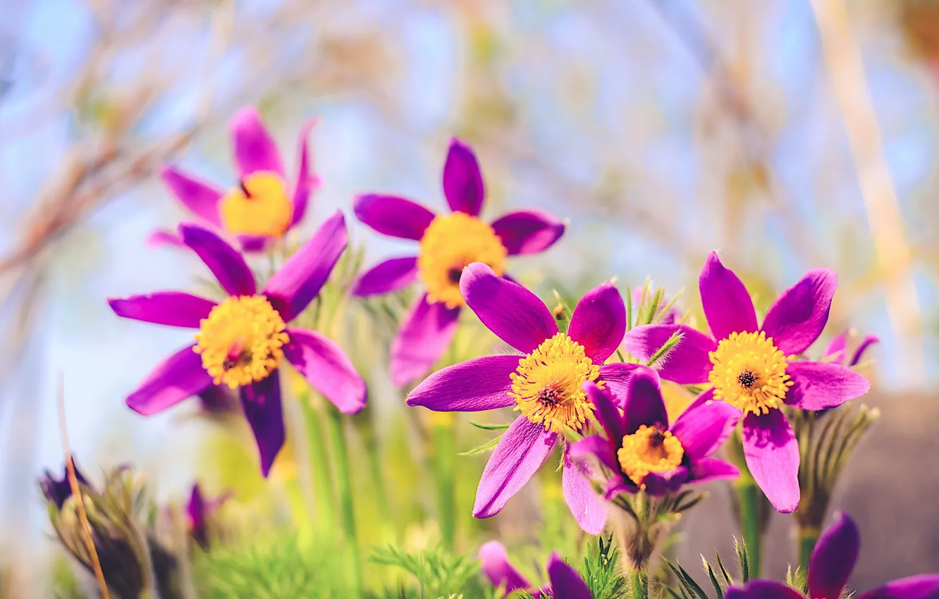 Photo wallpaper flowers, nature, spring