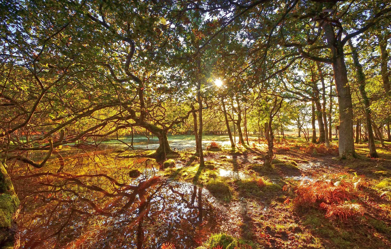 Photo wallpaper greens, forest, grass, water, the sun, rays, trees, reflection