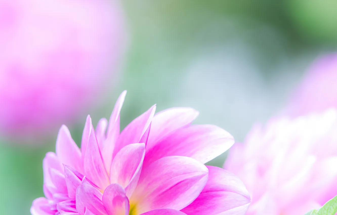 Photo wallpaper Wallpaper, paint, petals, buds