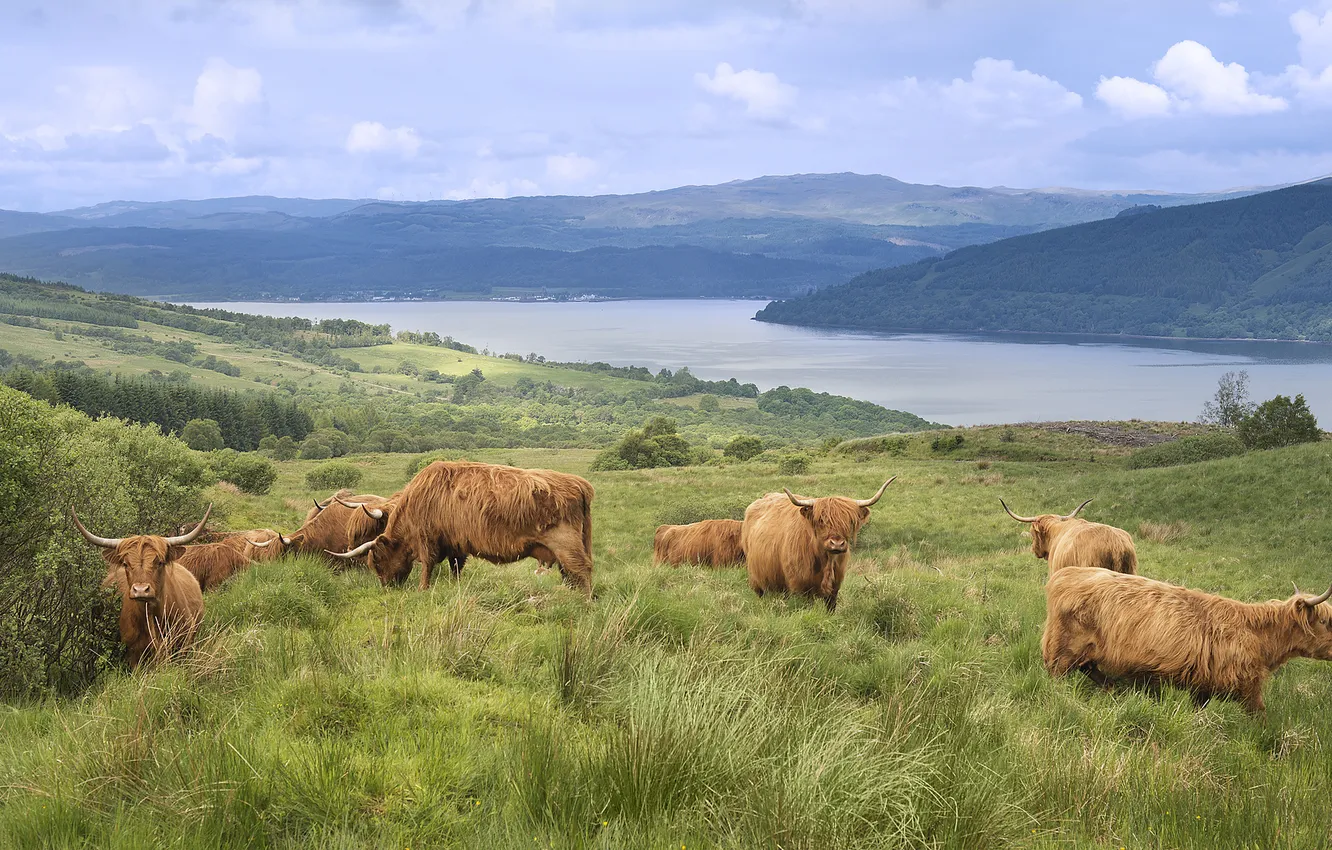 Photo wallpaper lake, cows, Scotland, pasture, highlands