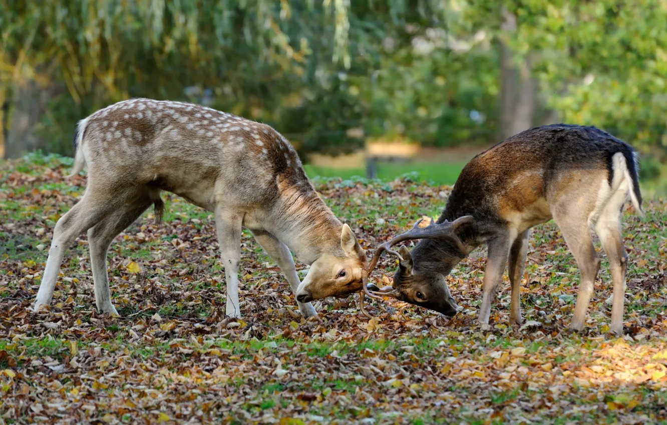Photo wallpaper deer, horns, battle, fawn, deer