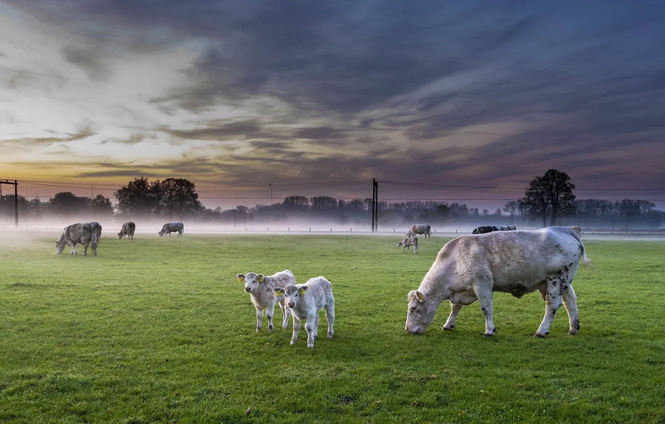 Photo wallpaper field, fog, cattle, Nederland, Deventer, The province of Overijssel