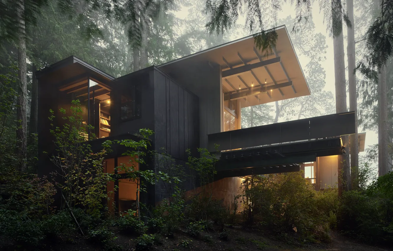 Photo wallpaper forest, nature, fog, plant, forest, nature, modern, fog