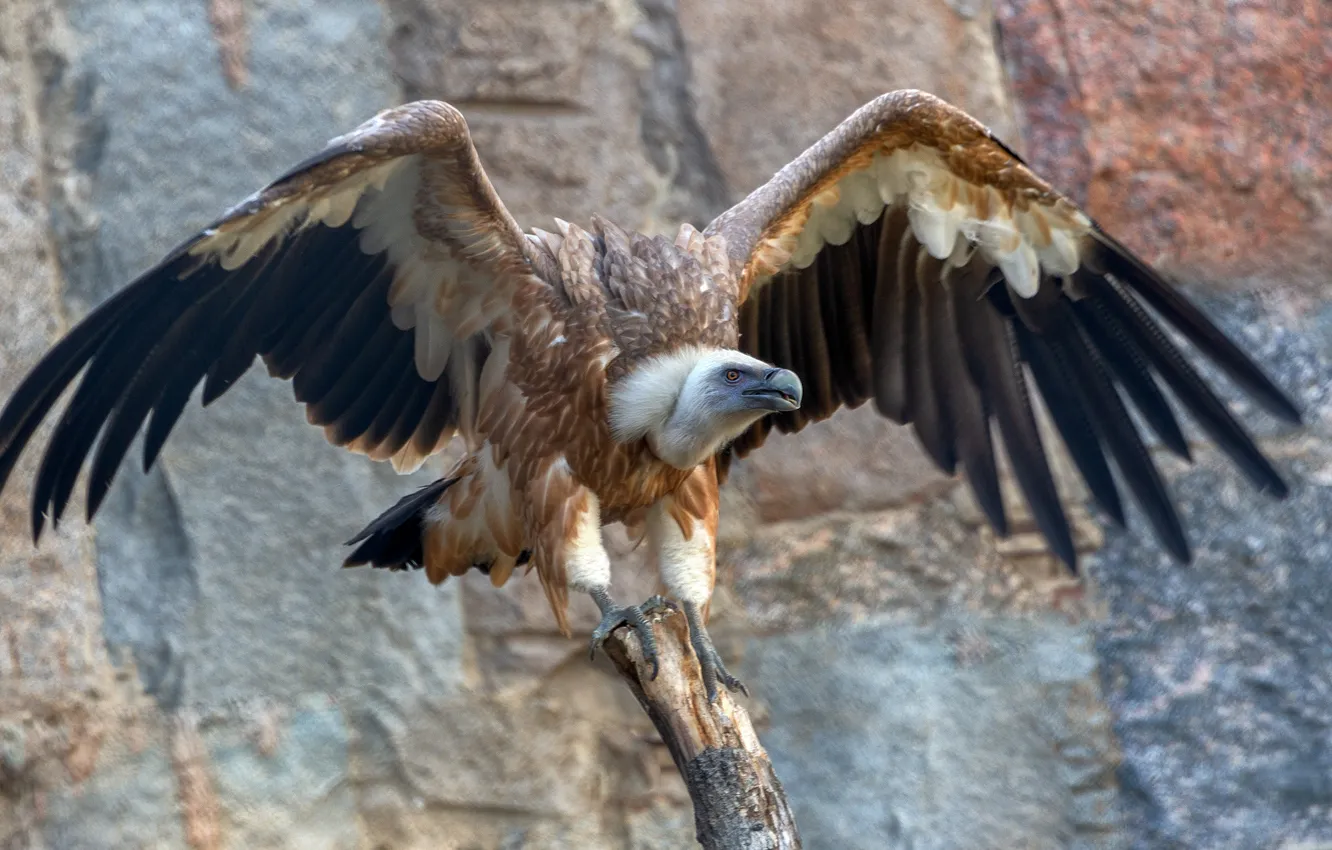 Photo wallpaper pose, wings, feathers, Grif, scavengers